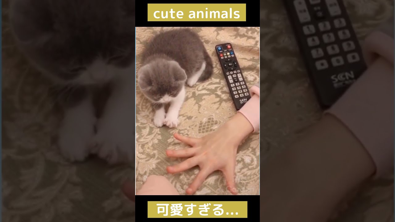 Cute Animals 可愛すぎる動物たち Youtube