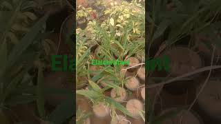 elaichi plant #nursery #plants #plantlover #yoytube