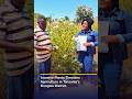 Tanzanian Scientist Reveals The Shocking Menace Of The Mahata On Crop Yields 