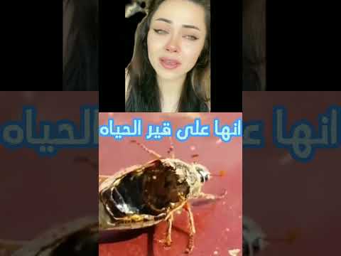 حشره لا تموت بسهوله