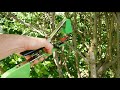 TLBL Pince à Lier Pour Jardin - Outil En Acier Inoxydable Avec Ruban Et Agrafes - Pour Attacher Plantes, Tomates, Vignes, Fleurs