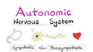 Autonomic Nervous System (Sympathetic vs. Parasympathetic) - Biology, Anatomy & Physiology Lectures