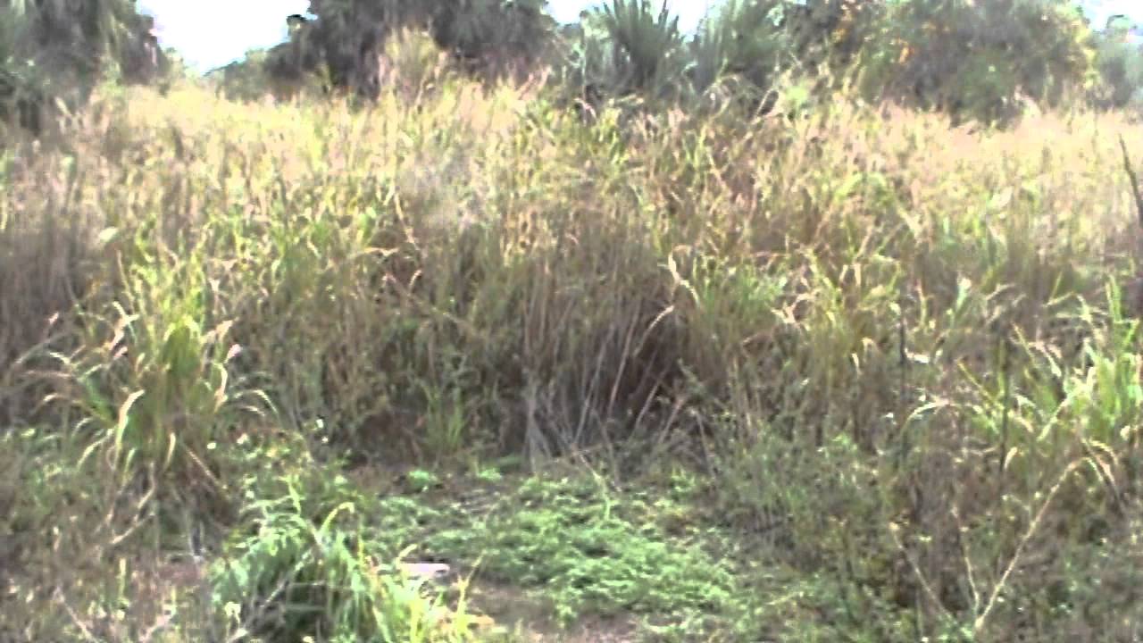 RUNNING RABBIT DOGS 12-28-2013 - YouTube