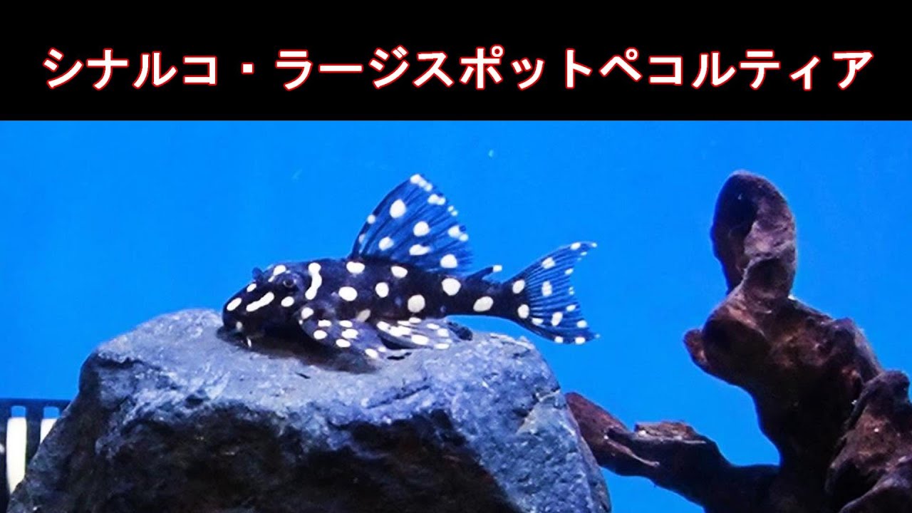 YouTube YouTube