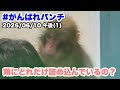 6/10午後 (1) パンチくん、頬の中に入れすぎ! (Punch-kun, you've stuffed too much into your cheeks!) 2026.06.11