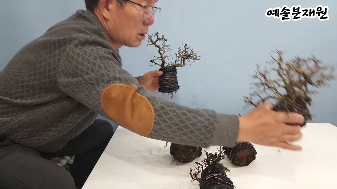 분재쇼핑 - 세지소사 소재 추가 분양(2026.2.20)