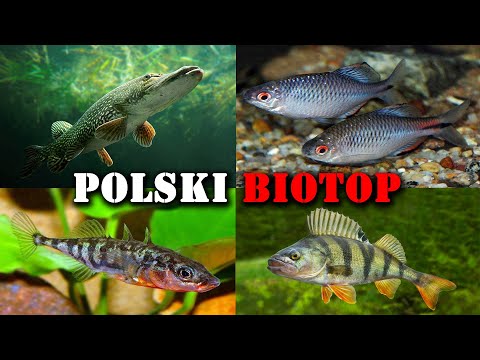 Polskie RYBY w Akwarium 🐟 Akwarystyka Zimnowodna