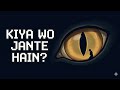 Kiya Jangli Janwar Samajh Sakte Hain Jab Koi Insaan Unki Madad Karna Chahta Ho?