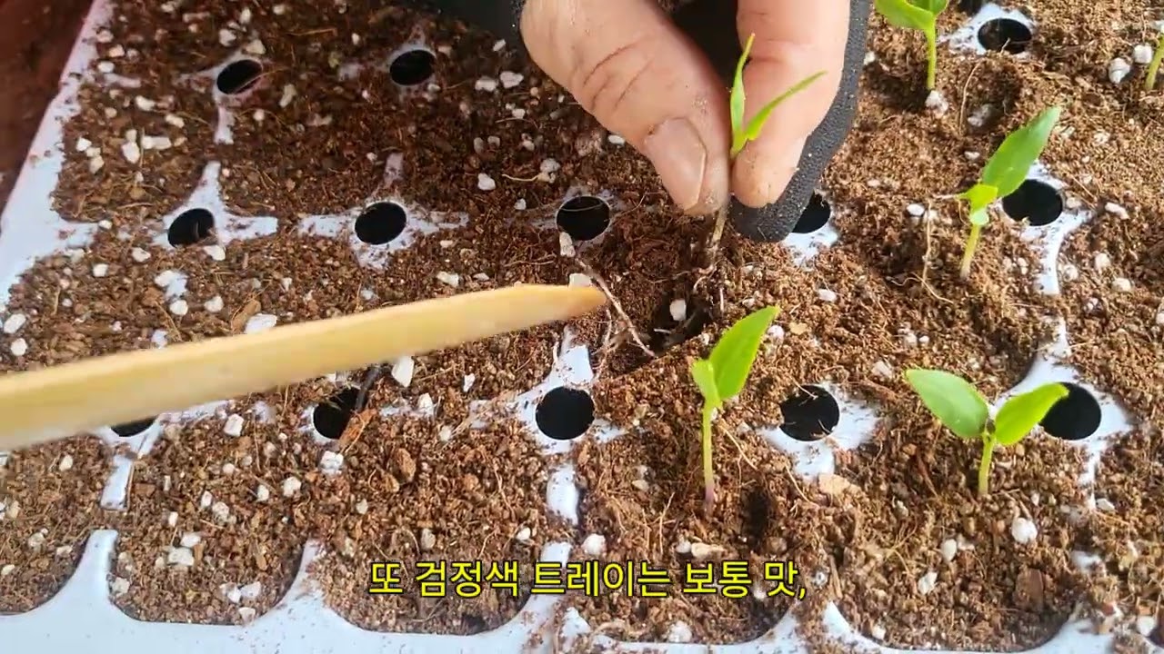 [2026 고추재배] 고추육묘 가식하기