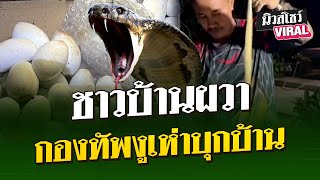 ชาวบ้านผวา กองทัพงูเห่ากลับบ้าน | นิวส์โชว์ VIRAL