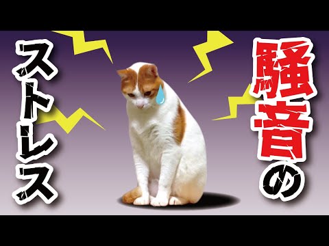 猫のストレス対策のために防音室を作りました【関西弁でしゃべる猫】