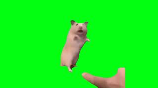 Startled Hamster Green Screen