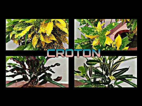 Video: Croton izgublja barvo: kaj povzroča rastline Croton z zbledelimi listi