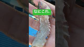 ヤバいやつ釣れた　#shorts #short