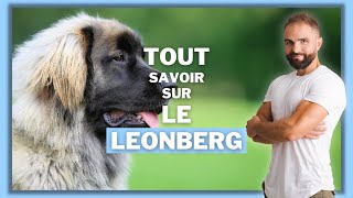 Race de chien Leonberg : caractère, dressage, comportement, santé de ce chien de race...