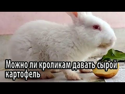 Можно ли кроликам давать сырой картофель