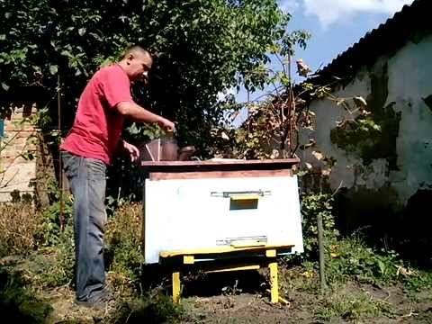 Тест обробка проти кліща парами щавелевої кислоти.