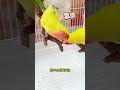 “OMG My Parrot Said WHAT?! 😱😂”“You Won’t Believe This Cute Parrot’s Reaction! 🐦💛”“My Parrot’s Funn