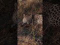 Young leopard playing with Elephant dung #leopard #wildlife #sabisands #kruger #nhenhe