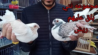 مجموعه نتي للبيع