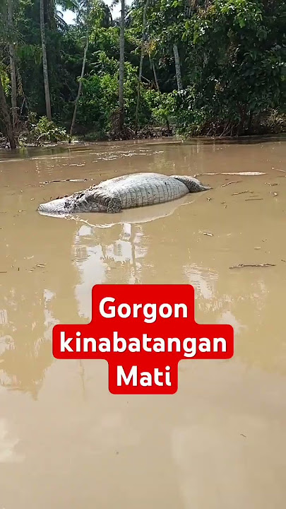 Kematian gorgon kinabatangan