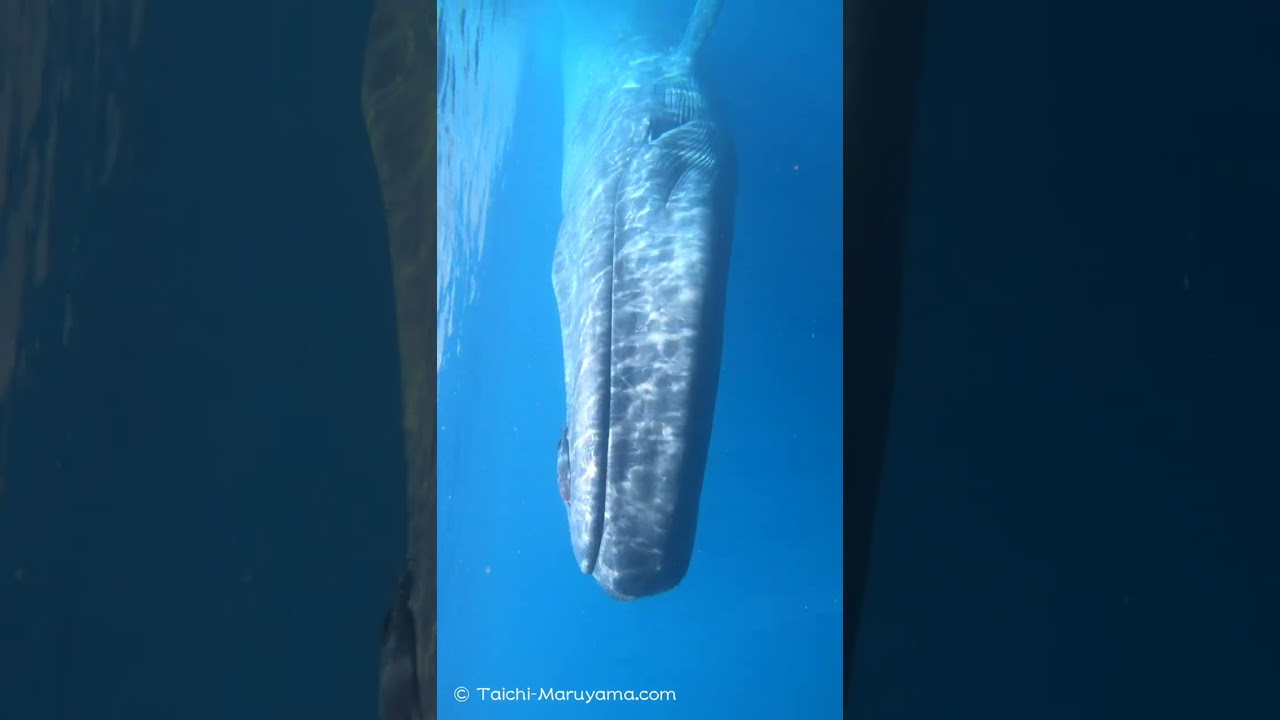 🐋地球史上最大級の生物／シロナガスクジラが目の前に！ - YouTube