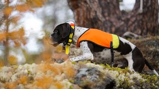 Caring for Your Pointer Dog s Eyes Understanding Eye Conditions and Prevention Tips