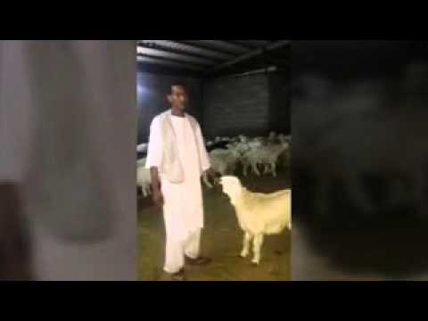 الإمام أحمد الدكر الدباسي