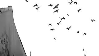 Eko Fresh Feat Bushido Getto Finale