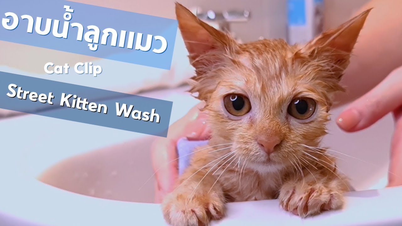 วิธีเลี้ยงแมว  Update New  วิธีอาบน้ำลูกแมว อาบง่ายมาก ทำตามที่บ้านได้เลย