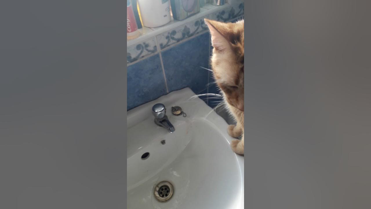 Thirsty Cat Has Water On Tap YouTube