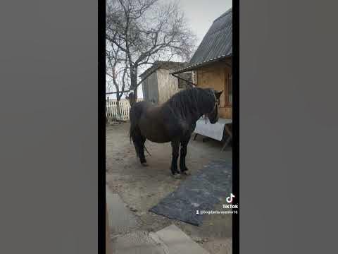 Красивий кінь 🇺🇦 - YouTube