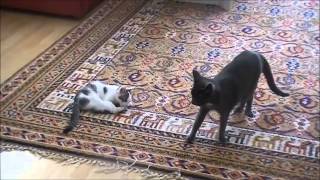 Luna und Amy in Action! ;) by Mondschein 92 4,390 views 10 years ago 5 minutes, 5 seconds