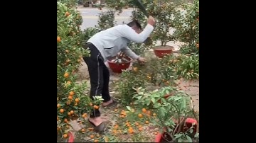 ngày 29 tết 2023 số phận những cây quất bonsai