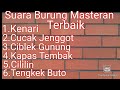 Suara Burung Masteran Terbaik,suara jernih cepat masuk,masteran murai,kacer,cucak hijau,favorit juri