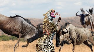 Wildebeest fight back predators to survive - Wildebeest vs Leopard, Cheetah, Leopard, Wild Dogs