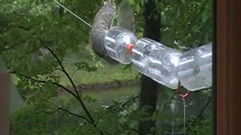 Squirrel on Bird Feeder - and not getting any seeds!