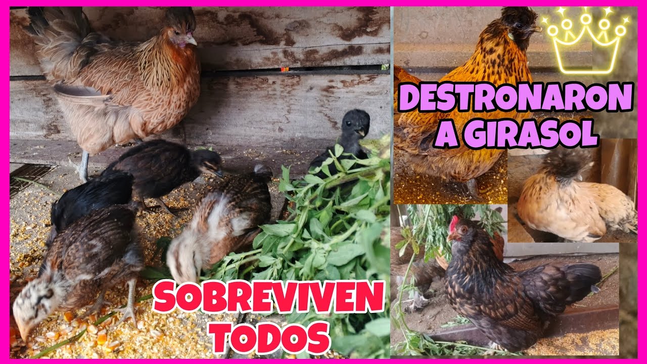 Dándoles Alfalfa a mis gallinas🌱 Cluecas y mas pollitos...Girasol fue destronada por su hija