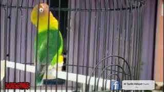 Lovebird Jantan Konslet Minor Kepala Geleng - Geleng