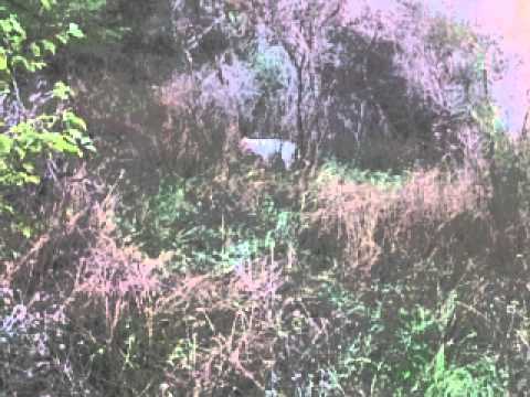 stenci istarski kratkodlaki i NLT 3