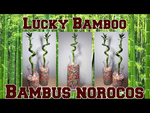 Lucky Bamboo - Bambus Norocos - YouTube