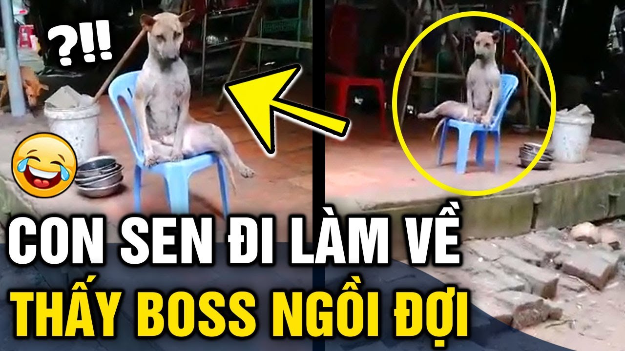 Quay clip 'THAN CHÁN ĐỜI', dân mạng vội vàng khuyên chàng trai 'GIẤU SỔ ĐỎ' | Tin 3 Phut