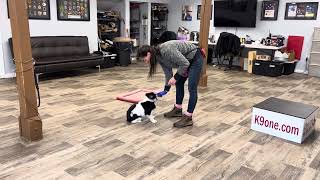 Lady’s first week in puppy school learning obedience! (Week 1)  K9one Dog Training