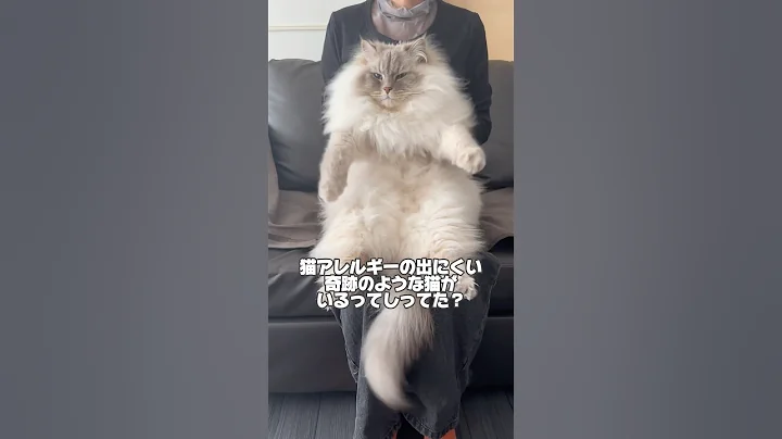 Video 11228601: hypoallergenic siberian cats, fluffy siberian cat