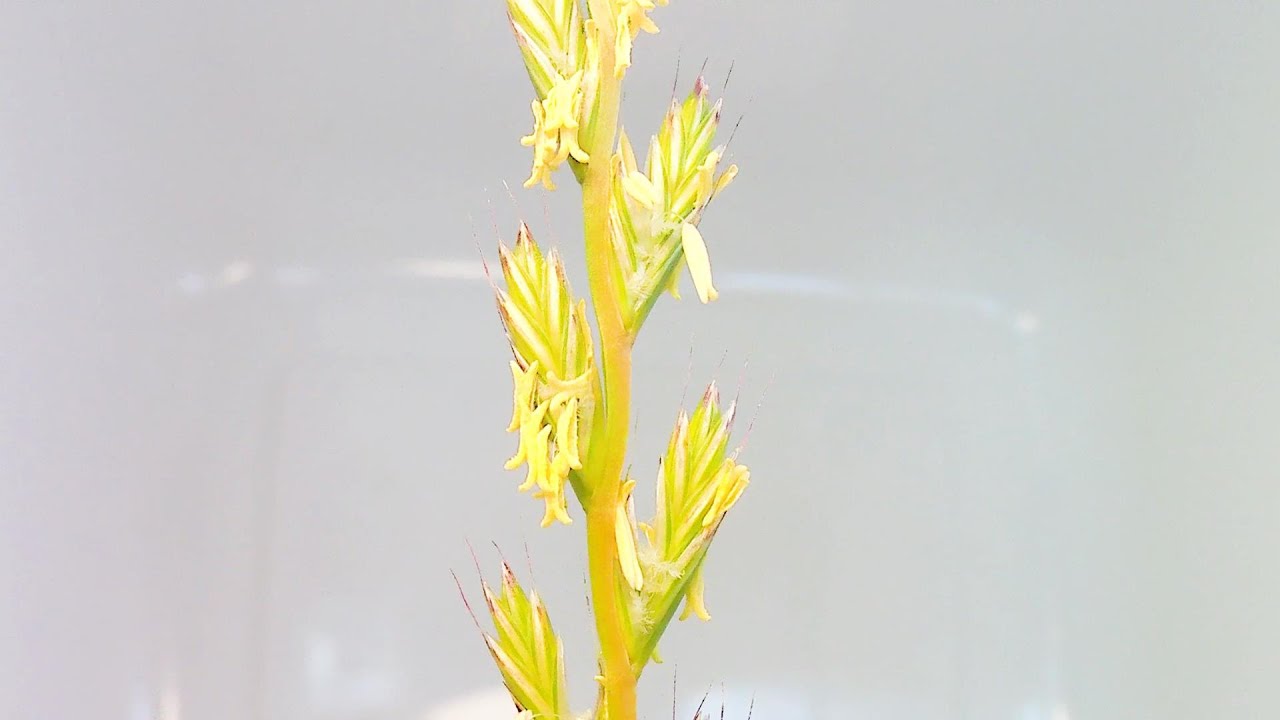 鼠細麦 ネズミホソムギの開花 花の開花 346 Youtube 鼠細麦 ネズミホソムギの開花 花の開花 346 Youtube