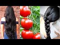 Cabello Largo Con Tomate 🍅 Como Crecer El Pelo Rapido