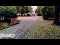 В каждом окне (Шлейф 2025)