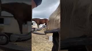 Close Up Of The Cleach Being Folder Over Horse