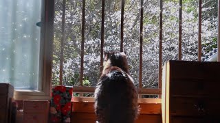 犬と猫と桜吹雪　a shower of cherry blossoms by Momo Ten Kuuももと天空 40,667 views 3 weeks ago 6 minutes, 53 seconds