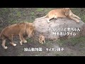 旭山動物園　オリトパパ赤ちゃんと触れあいタイム　ライオン親子